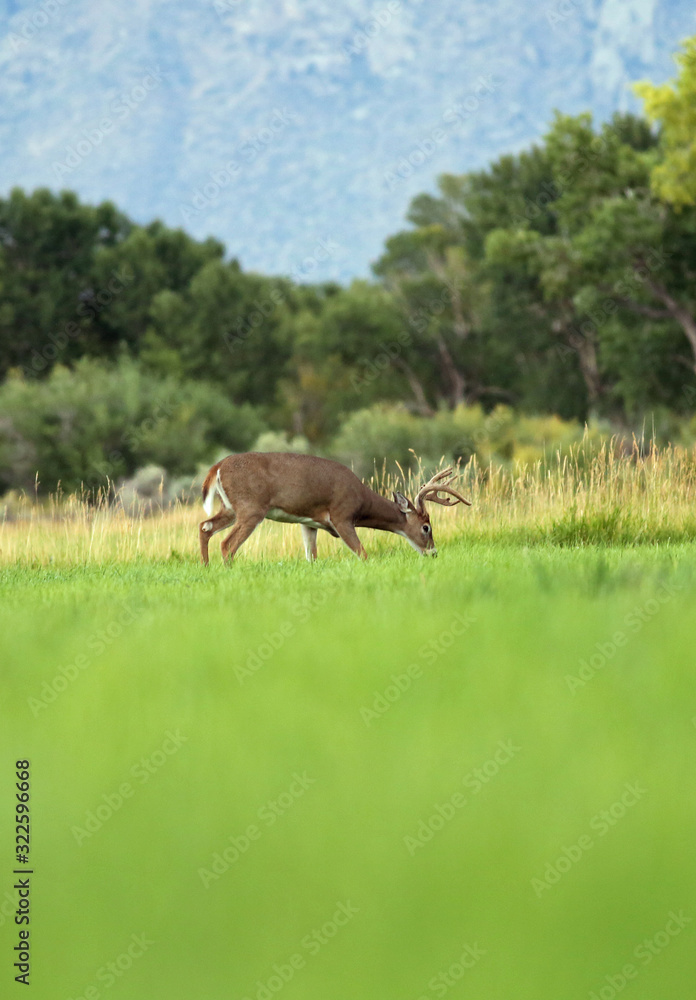 Buck feeding in the meadow