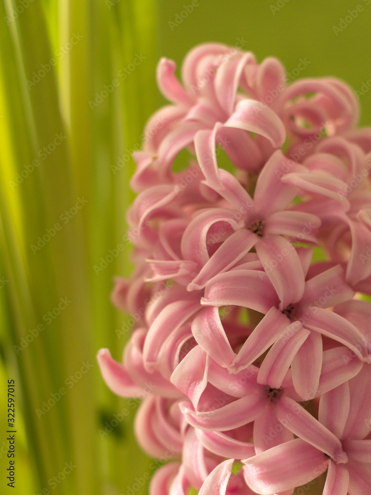 beautiful blooming hyacinth flowers in a city garden.