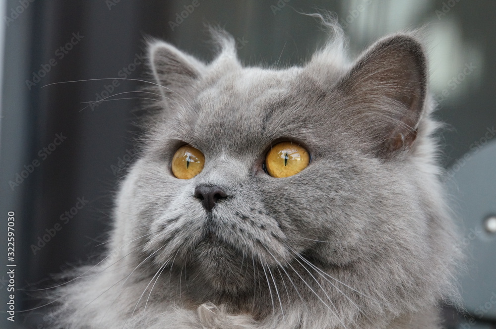 gatto razza british long hair grigio con occhi arancioni