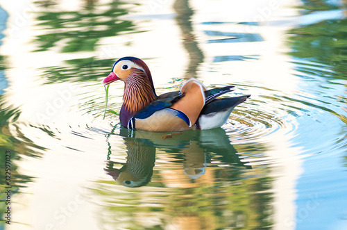 pato mandarin flotando en un lago photo