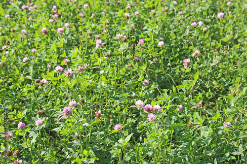 Field of clover