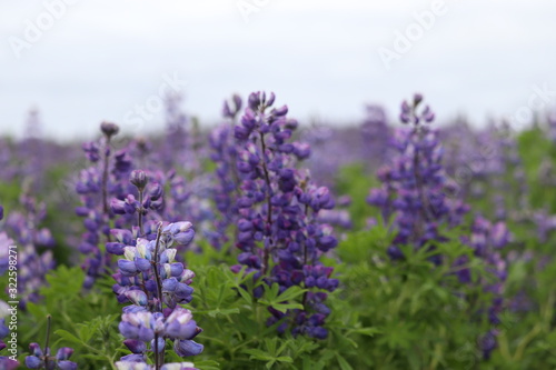 Purple lupins field
