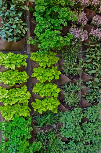 Valokuva A vertical Herb garden on an urban house terrace