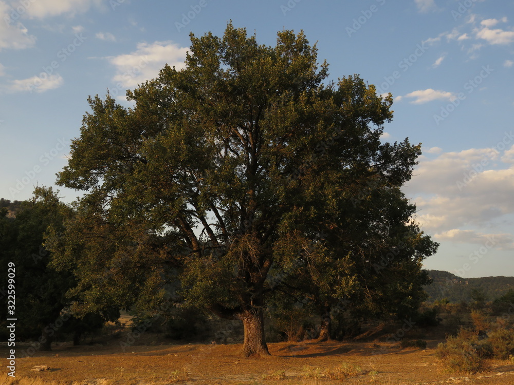 Fototapeta premium árbol