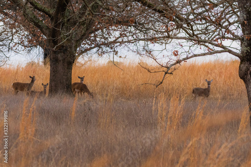 White Tailed Deer