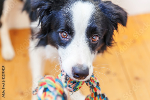 Funny portrait of cute smilling puppy dog border collie holding colourful rope toy in mouth. New lovely member of family little dog at home playing with owner. Pet care and animals concept. © Юлия Завалишина