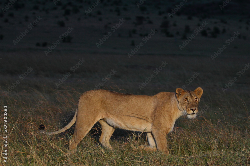 Lioness, female lion portrait in the wilderness of Africa Lioness, female lion portrait in the wilderness of Africa