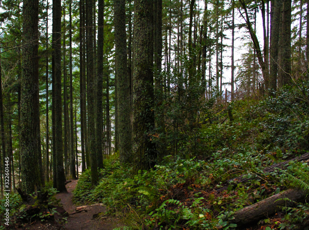 Fototapeta premium Hiking in Issaquah, WA