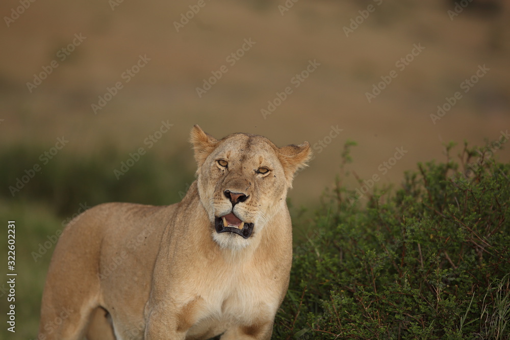 Lioness, female lion portrait in the wilderness of Africa Lioness, female lion portrait in the wilderness of Africa