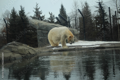 Winter Polar Bear