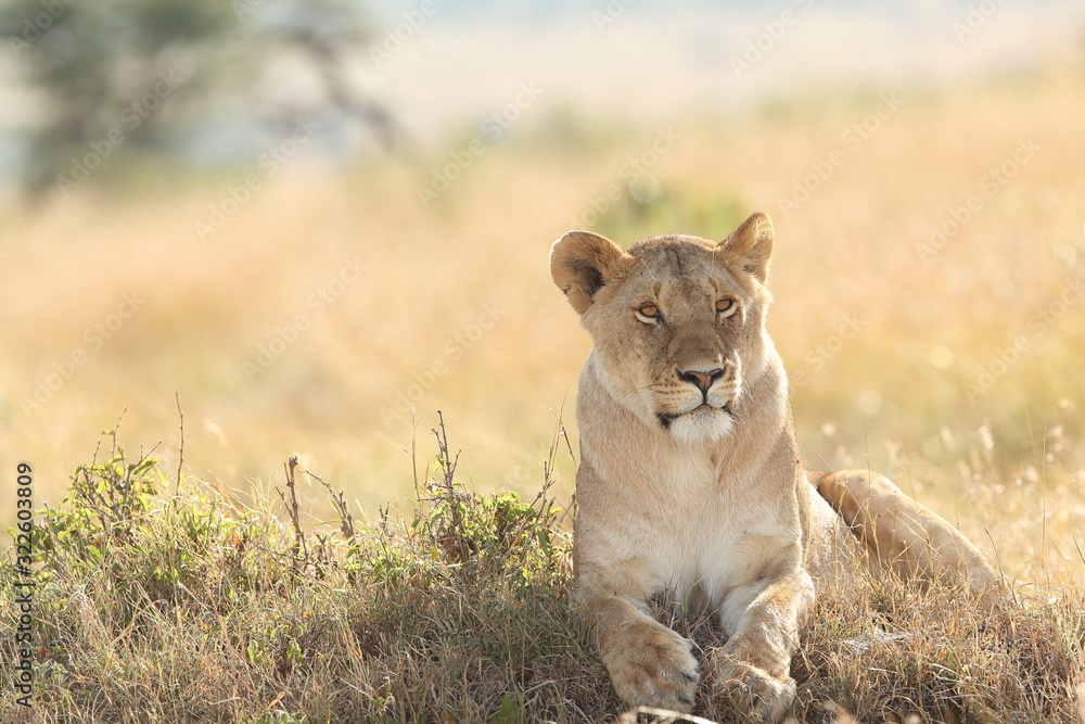 Lioness, female lion portrait in the wilderness of Africa Lioness, female lion portrait in the wilderness of Africa
