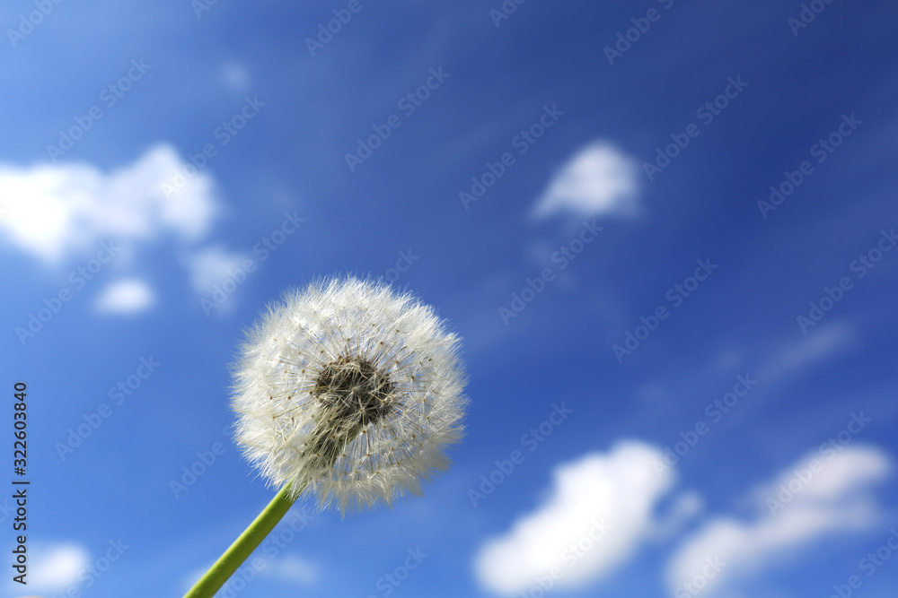Löwenzahn Pusteblume vor blauem Himmel mit einzelnen Wolken Löwenzahn Pusteblume vor blauem Himmel mit einzelnen Wolken
