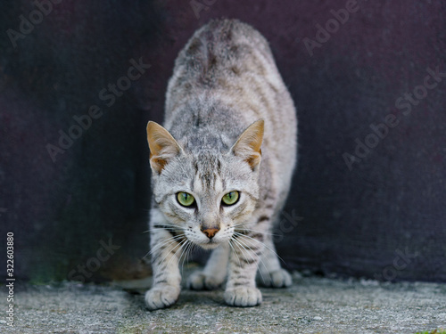 Photography One  angry aggressive cat on the city street in daytime