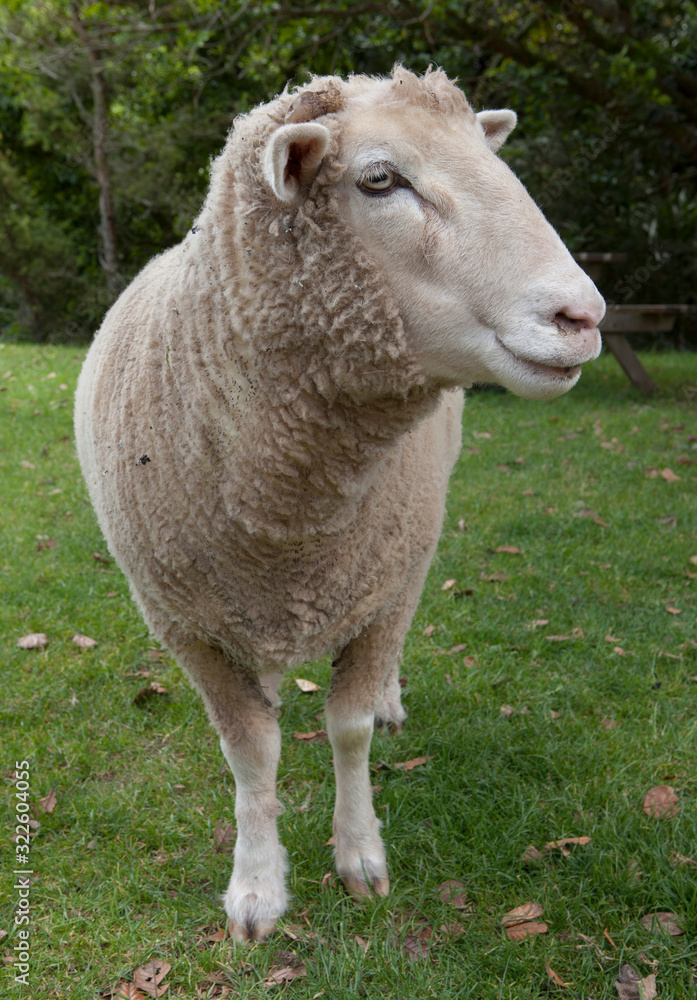 Sheep New Zealand. Waiheke Island