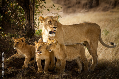 Lion with cubs, lioness with baby lions in the wilderness
