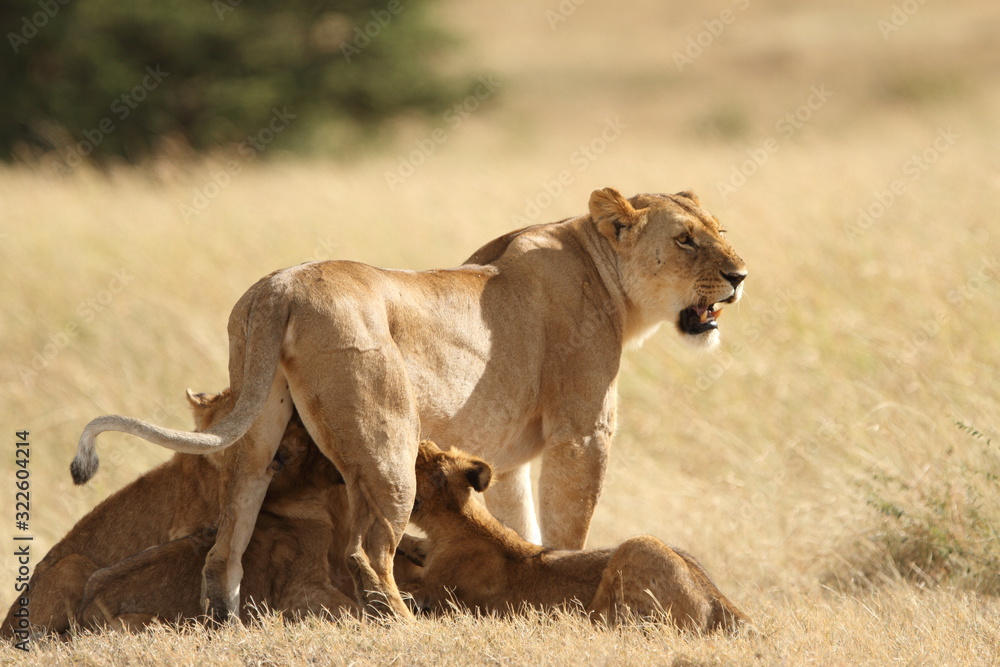 Lion with cubs, lioness with baby lions in the wilderness Lion with cubs, lioness with baby lions in the wilderness