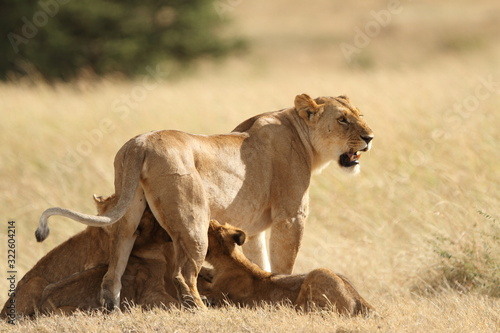 Lion with cubs, lioness with baby lions in the wilderness