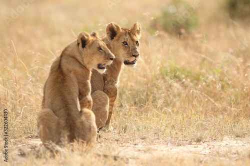 Lion cub, baby lion in the wlderness of Africa