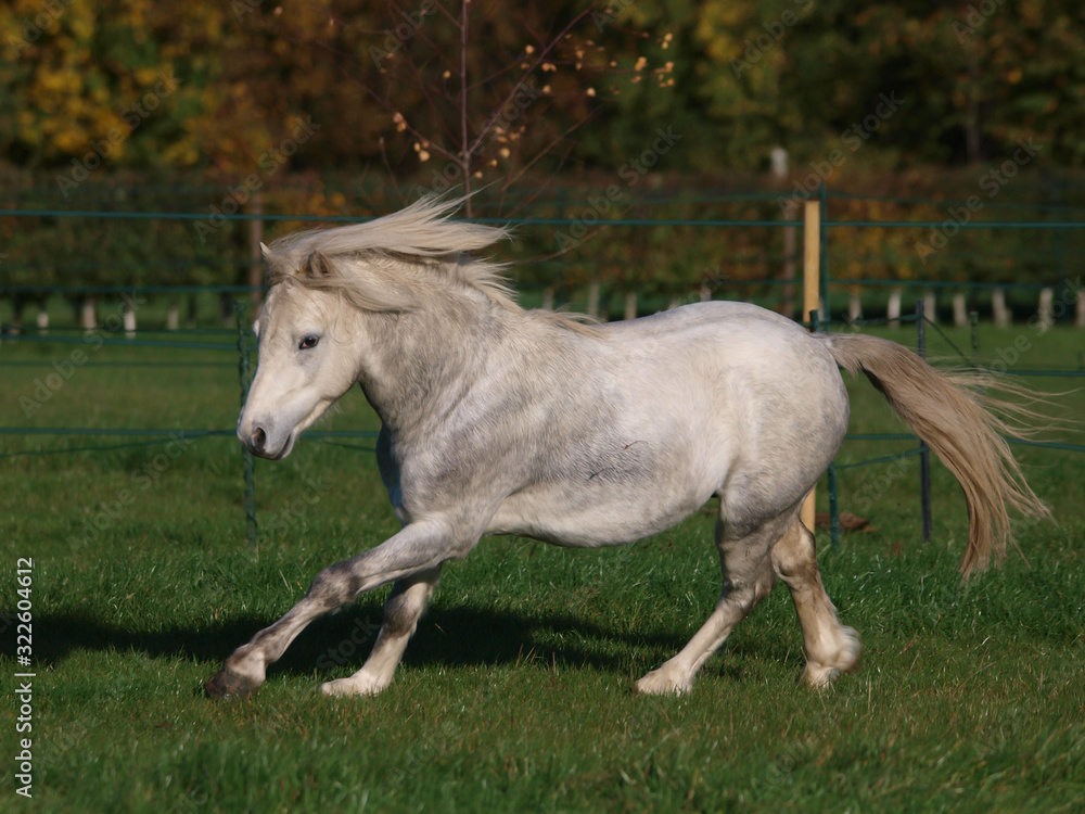 Grey Welsh Stallion