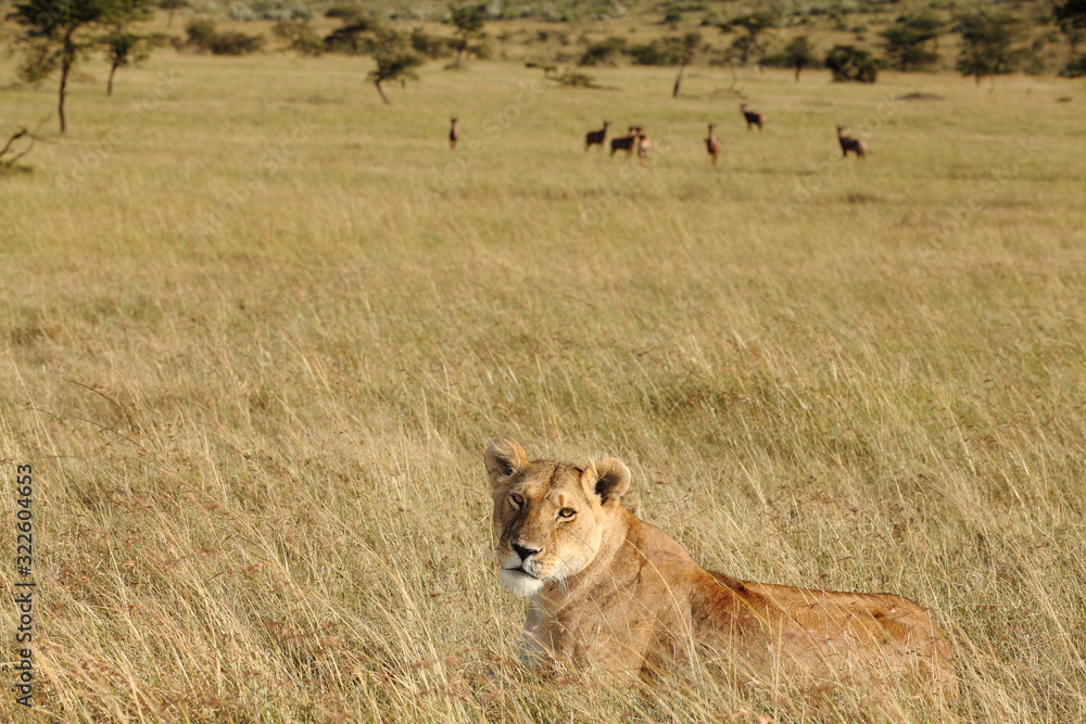 Lioness, female lion portrait in the wilderness of Africa Lioness, female lion portrait in the wilderness of Africa