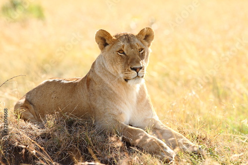 Lioness, female lion portrait in the wilderness of Africa