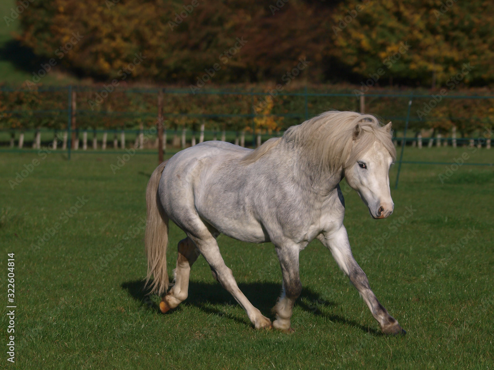Grey Welsh Stallion