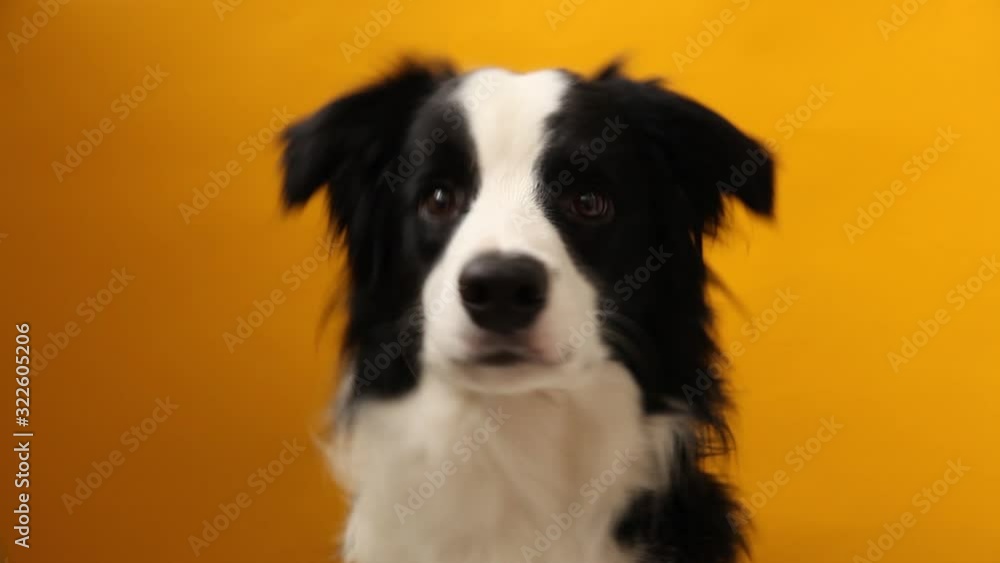 Funny studio portrait of cute smilling puppy dog border collie isolated on yellow background. New lovely member of family little dog gazing and waiting for reward. Pet care and animals concept Funny studio portrait of cute smilling puppy dog border collie isolated on yellow background. New lovely member of family little dog gazing and waiting for reward. Pet care and animals concept