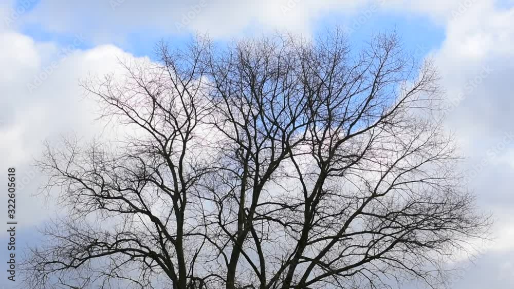 Tree top showing branches swaying in gale force wind in winter Tree top showing branches swaying in gale force wind in winter