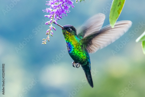 Photo Green Violet-ear (Colibri thalassinus) hummingbird in flight isolated on a green