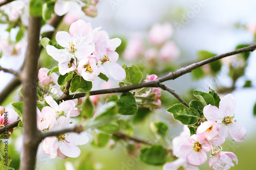 Blossom apple tree in the spring garden