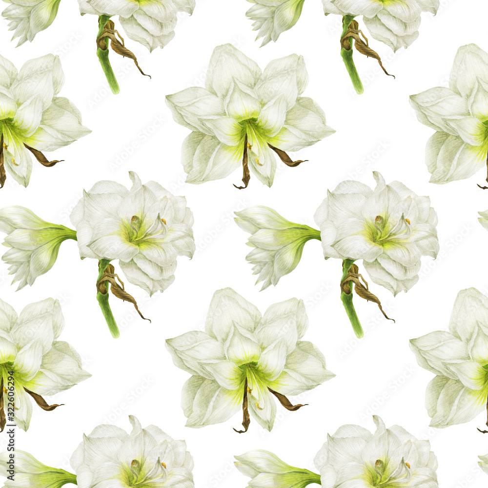White Hippeastrum flowers in white seamless pattern