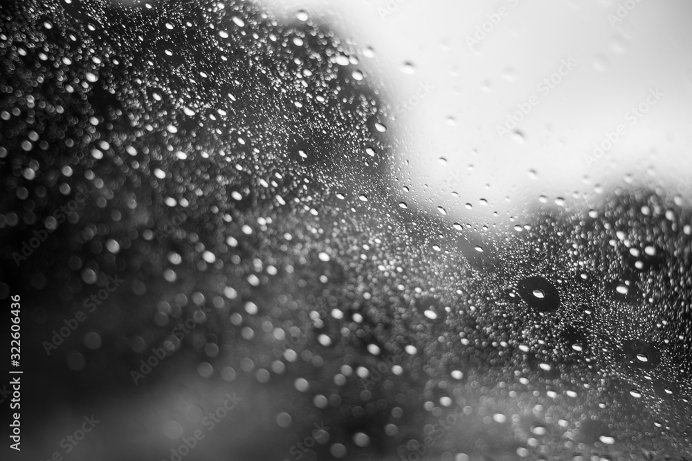 naturaleza, flores, gotas, plantas con gotas de agua, en color y blanco y negro naturaleza, flores, gotas, plantas con gotas de agua, en color y blanco y negro