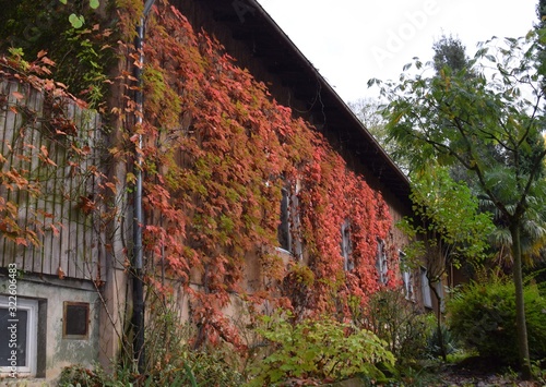 Autumn colored vines covering the facade of a building, city park Stadtpark Lahr, Baden Ortenau Germany  © skyf