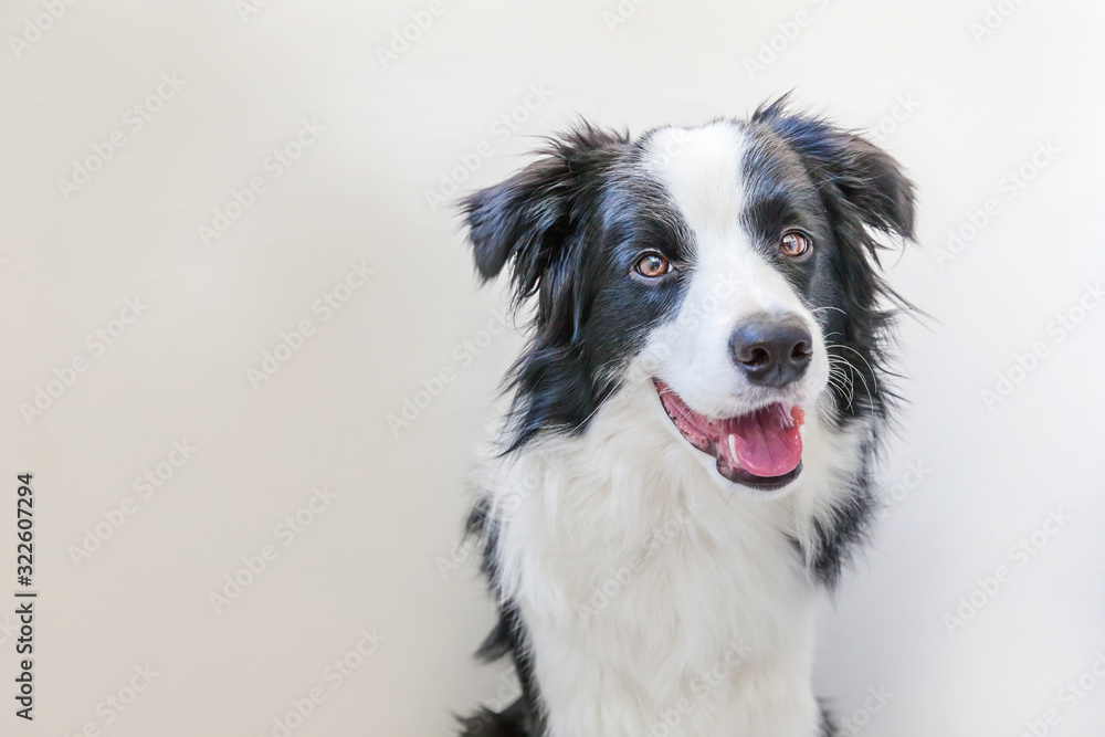 Funny studio portrait of cute smilling puppy dog border collie isolated on white background. New lovely member of family little dog gazing and waiting for reward. Pet care and animals concept.