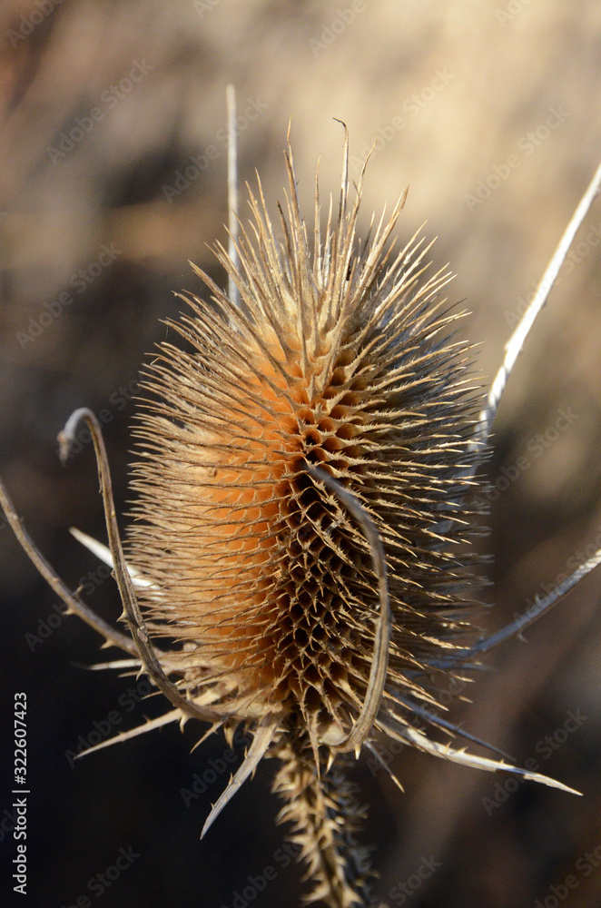 Large dry seed with thorns Large dry seed with thorns