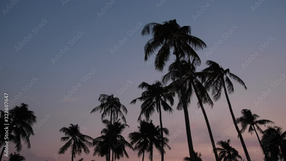shadow group of high coconut tree moving by windy strom in island. beauty multi color on sky. shadow group of high coconut tree moving by windy strom in island. beauty multi color on sky.