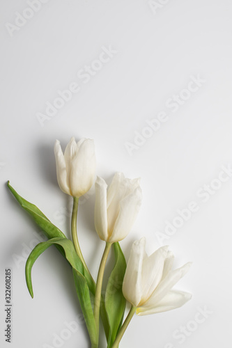 Three white tulips on a white background. Women's Day. Spring mood.