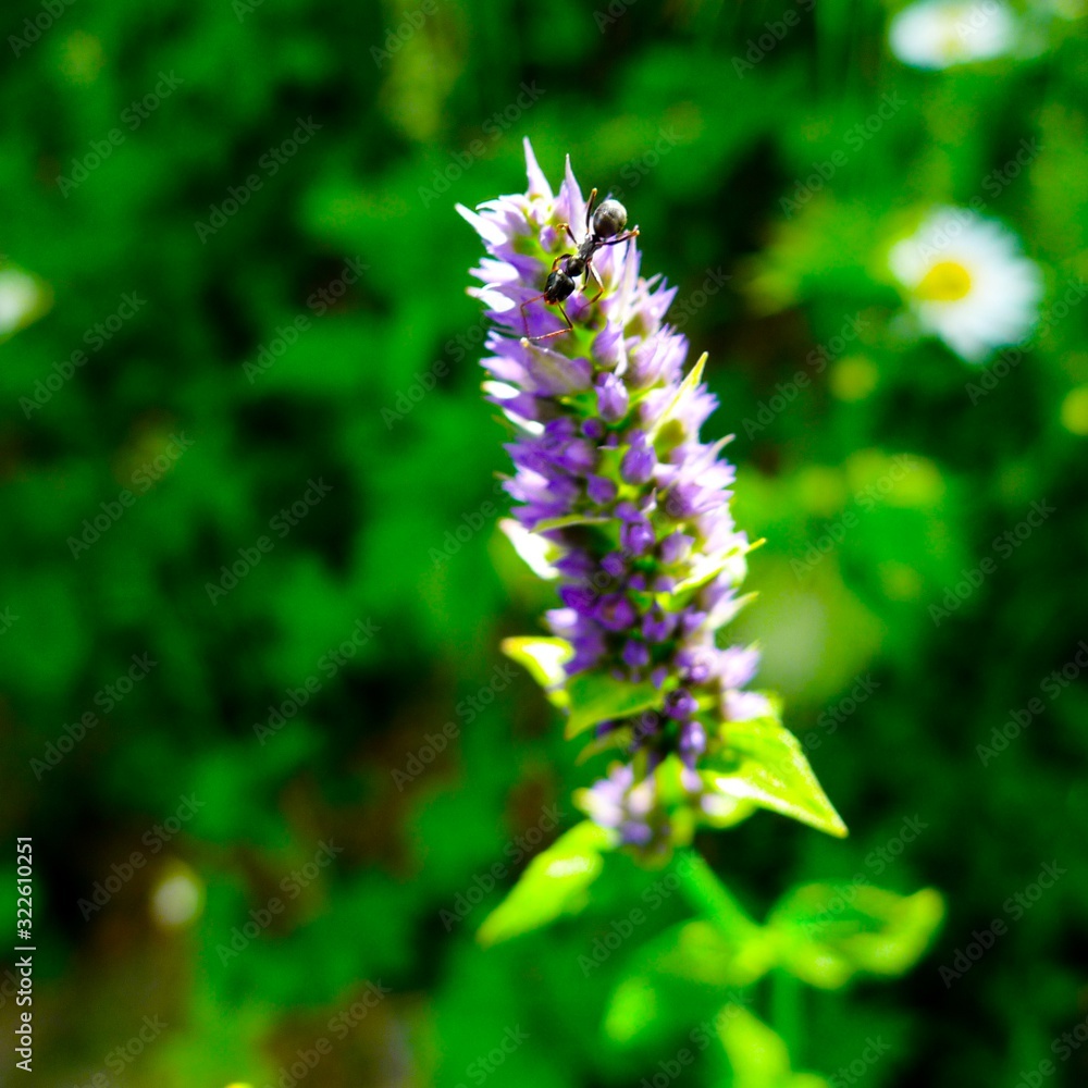 Purple Flowering Plant and Insect Purple Flowering Plant and Insect