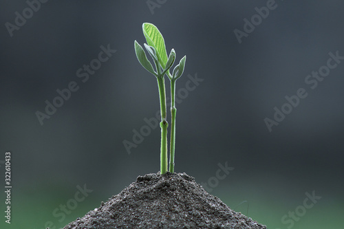 plant growth on agriculture against a soft gray background. the concept of planting steps in agricultural hatcheries