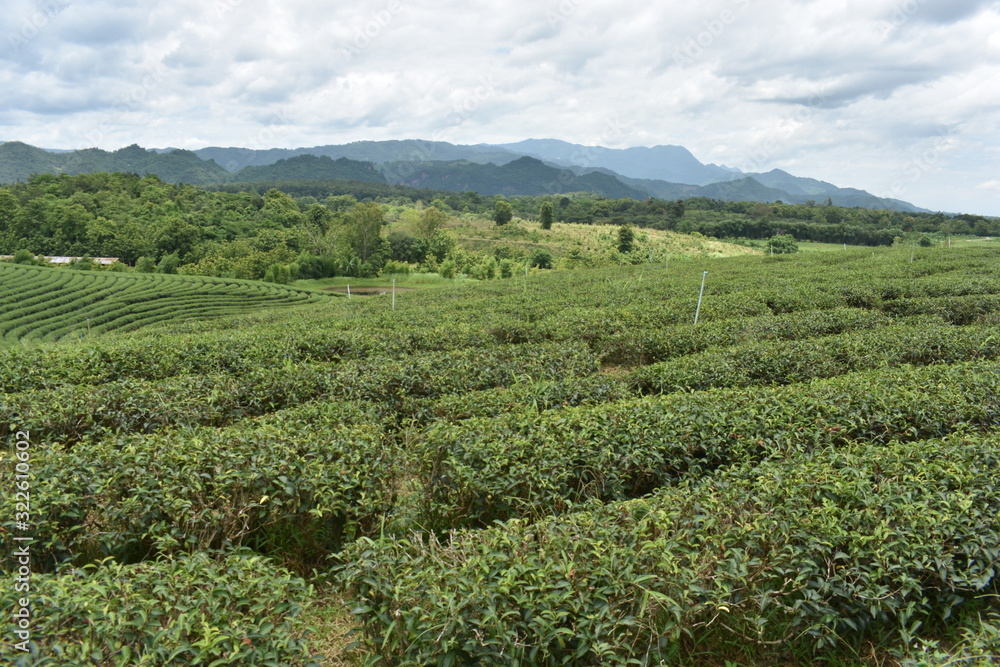 Tea plantation Thailand Asia green valley 