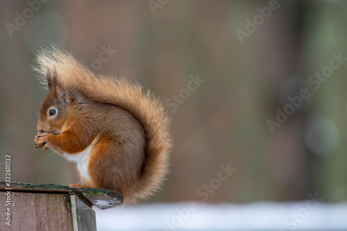 Red Squirrel, Sciurus vulgaris, on a feeder eating during a bright winters day in the cairngorms national park, scotland