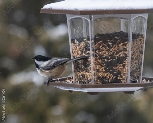 Small cute bird sitting on the feeder and eating in the winter