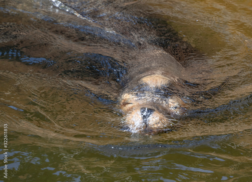Obraz premium sea lion taking the head of the water