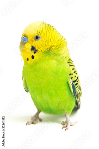 Close up of a Budgerigar parakee isolated on white background photo