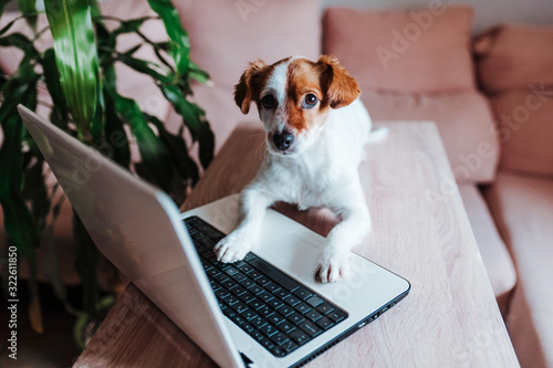 cute jack russell dog working on laptop at home. Technology concept © Eva