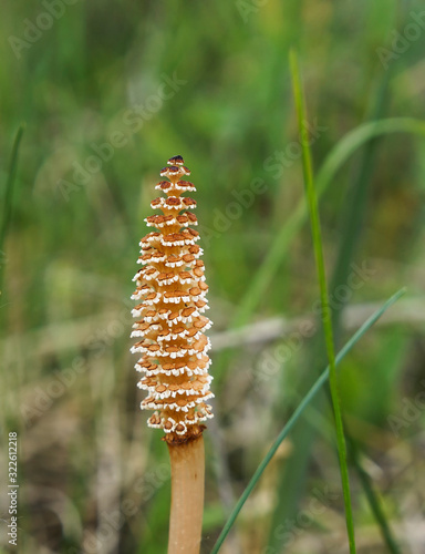 Close-up view of the fertile spore-bearing stems of the Field horsetail or common horsetail (Equisetum arvense). Selective focus, blurred green background photo