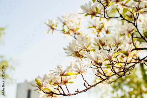 Beautiful blooming magnolia branches with open flowers. White chinese magnolia with tulip flowers in spring garden. Botanical Garden in May.