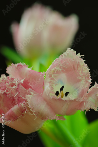 wonderful tulip flower photo