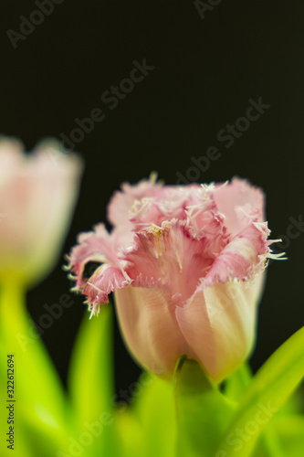 wonderful tulip flower photo