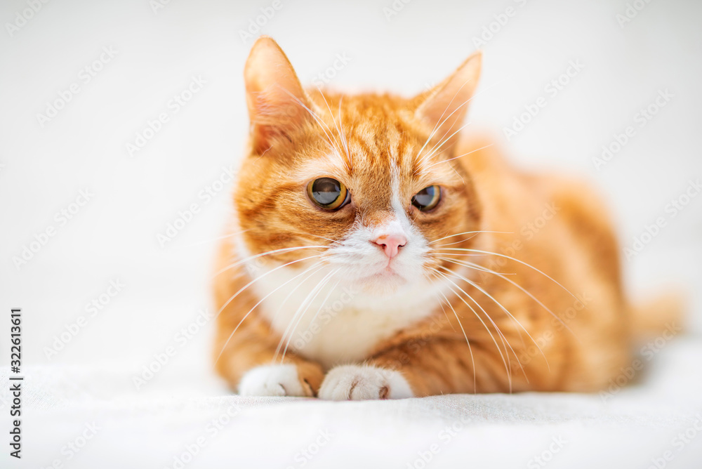 Red cat in the studio on a light background.